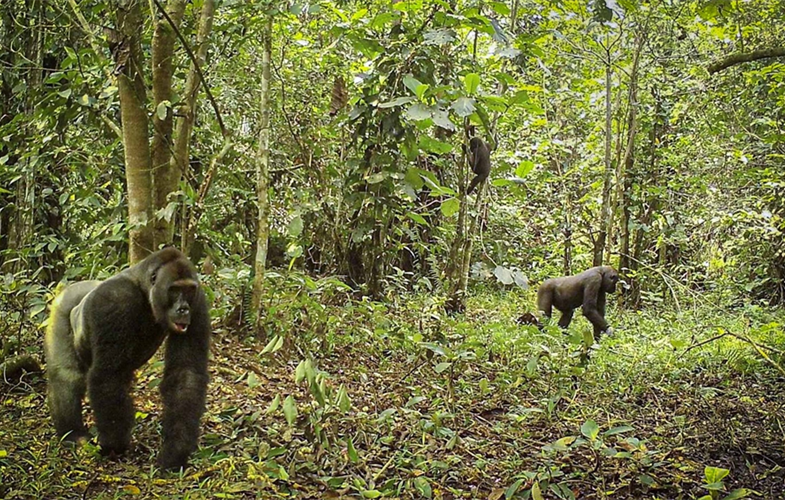 Gorillas in Lac Tele ©WCS Congo